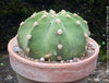 Echinopsis Subdenudata,white flowering cactus, also called Domino Cactus, organically grown succulent plants for sale at TOMs FLOWer CLUB.