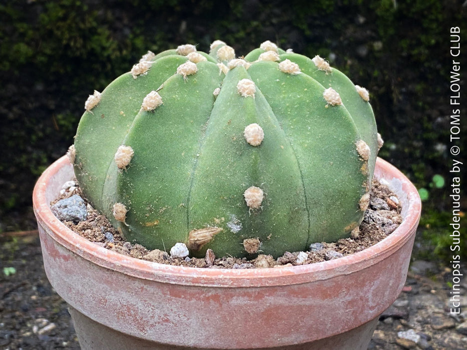 Echinopsis Subdenudata,white flowering cactus, also called Domino Cactus, organically grown succulent plants for sale at TOMs FLOWer CLUB.