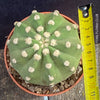 Echinopsis Subdenudata,white flowering cactus, also called Domino Cactus, organically grown succulent plants for sale at TOMs FLOWer CLUB.