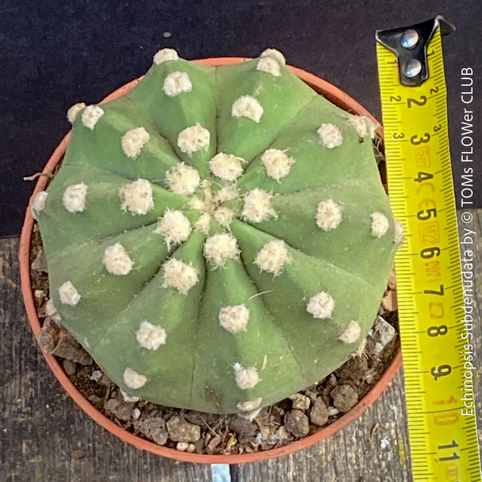 Echinopsis Subdenudata,white flowering cactus, also called Domino Cactus, organically grown succulent plants for sale at TOMs FLOWer CLUB.
