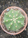 Echinopsis Subdenudata,white flowering cactus, also called Domino Cactus, organically grown succulent plants for sale at TOMs FLOWer CLUB.