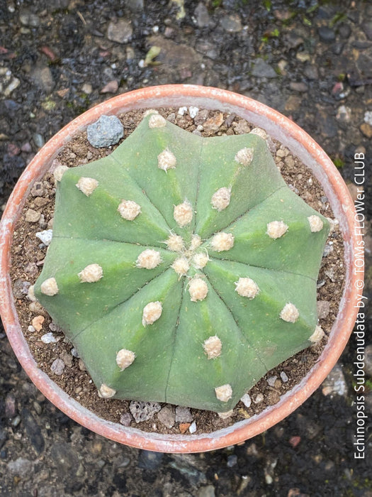 Echinopsis Subdenudata,white flowering cactus, also called Domino Cactus, organically grown succulent plants for sale at TOMs FLOWer CLUB.