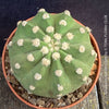 Echinopsis Subdenudata,white flowering cactus, also called Domino Cactus, organically grown succulent plants for sale at TOMs FLOWer CLUB.