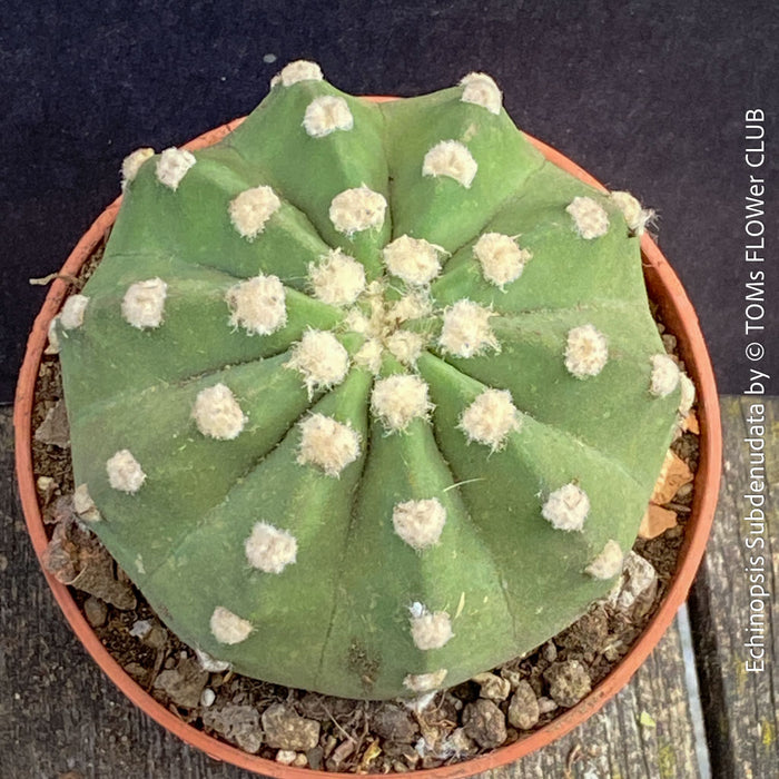 Echinopsis Subdenudata,white flowering cactus, also called Domino Cactus, organically grown succulent plants for sale at TOMs FLOWer CLUB.
