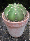 Echinopsis Subdenudata,white flowering cactus, also called Domino Cactus, organically grown succulent plants for sale at TOMs FLOWer CLUB.