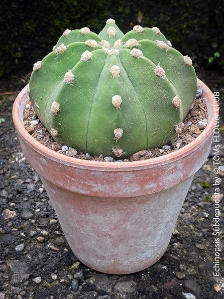 Echinopsis Subdenudata,white flowering cactus, also called Domino Cactus, organically grown succulent plants for sale at TOMs FLOWer CLUB.