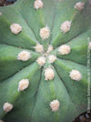 Echinopsis Subdenudata,white flowering cactus, also called Domino Cactus, organically grown succulent plants for sale at TOMs FLOWer CLUB.