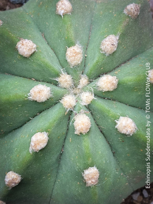 Echinopsis Subdenudata,white flowering cactus, also called Domino Cactus, organically grown succulent plants for sale at TOMs FLOWer CLUB.