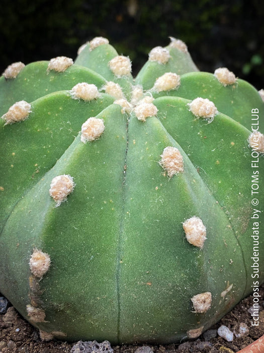 Echinopsis Subdenudata,white flowering cactus, also called Domino Cactus, organically grown succulent plants for sale at TOMs FLOWer CLUB.