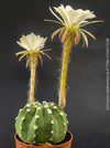 Echinopsis Subdenudata,white flowering cactus, also called Domino Cactus, organically grown succulent plants for sale at TOMs FLOWer CLUB.