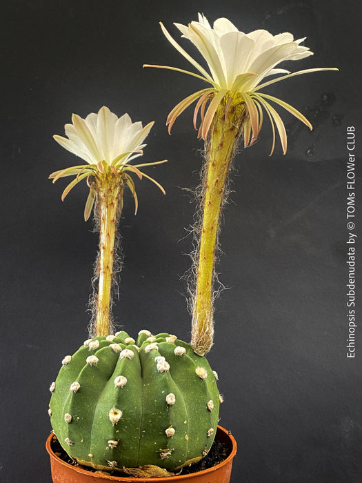 Echinopsis Subdenudata,white flowering cactus, also called Domino Cactus, organically grown succulent plants for sale at TOMs FLOWer CLUB.