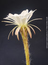 Echinopsis Subdenudata,white flowering cactus, also called Domino Cactus, organically grown succulent plants for sale at TOMs FLOWer CLUB.
