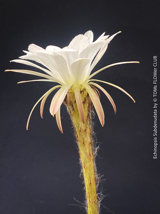 Echinopsis Subdenudata,white flowering cactus, also called Domino Cactus, organically grown succulent plants for sale at TOMs FLOWer CLUB.