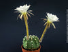 Echinopsis Subdenudata,white flowering cactus, also called Domino Cactus, organically grown succulent plants for sale at TOMs FLOWer CLUB.