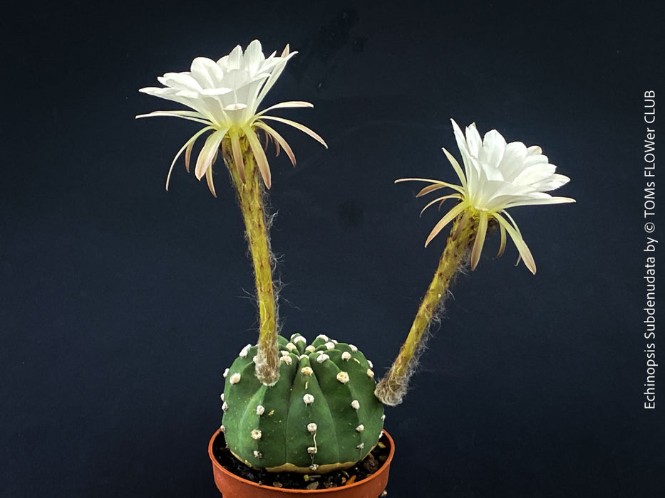 Echinopsis Subdenudata,white flowering cactus, also called Domino Cactus, organically grown succulent plants for sale at TOMs FLOWer CLUB.