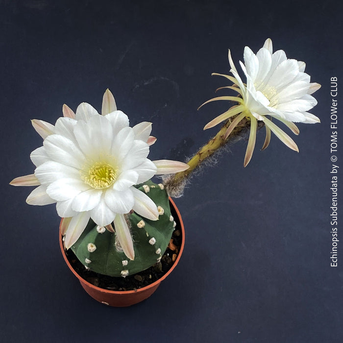 Echinopsis Subdenudata,white flowering cactus, also called Domino Cactus, organically grown succulent plants for sale at TOMs FLOWer CLUB.