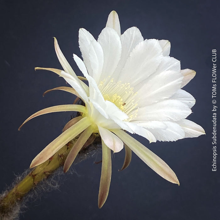 Echinopsis Subdenudata,white flowering cactus, also called Domino Cactus, organically grown succulent plants for sale at TOMs FLOWer CLUB.