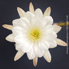 Echinopsis Subdenudata,white flowering cactus, also called Domino Cactus, organically grown succulent plants for sale at TOMs FLOWer CLUB.