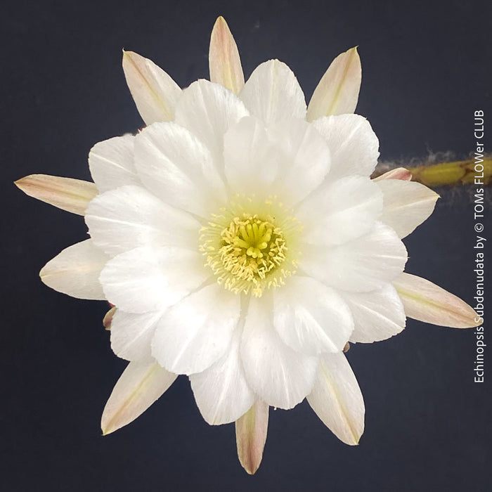 Echinopsis Subdenudata,white flowering cactus, also called Domino Cactus, organically grown succulent plants for sale at TOMs FLOWer CLUB.