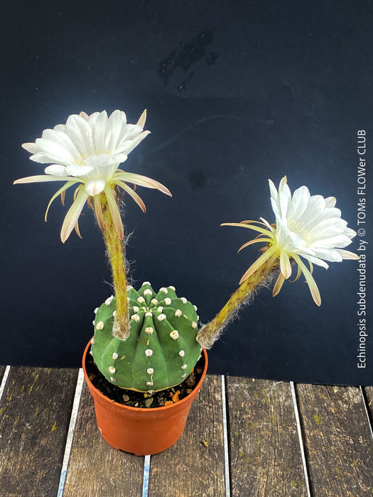Echinopsis Subdenudata,white flowering cactus, also called Domino Cactus, organically grown succulent plants for sale at TOMs FLOWer CLUB.