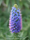 Echium webbii – Webb’s Viper’s Bugloss, blue flowering, organically grown garden plants for sale at TOMs FLOWer CLUB.