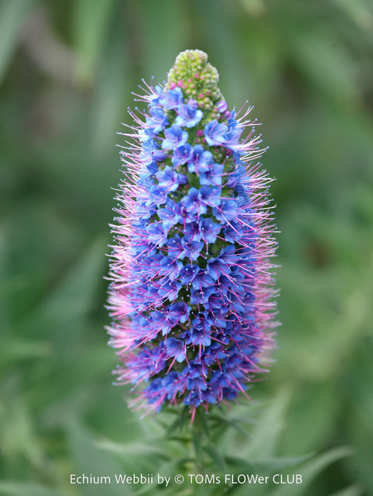 Echium webbii – Webb’s Viper’s Bugloss, blue flowering, organically grown garden plants for sale at TOMs FLOWer CLUB.