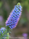 Echium webbii – Webb’s Viper’s Bugloss, blue flowering, organically grown garden plants for sale at TOMs FLOWer CLUB.
