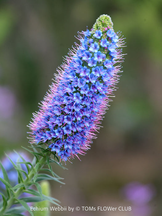 Echium webbii – Webb’s Viper’s Bugloss, blue flowering, organically grown garden plants for sale at TOMs FLOWer CLUB.