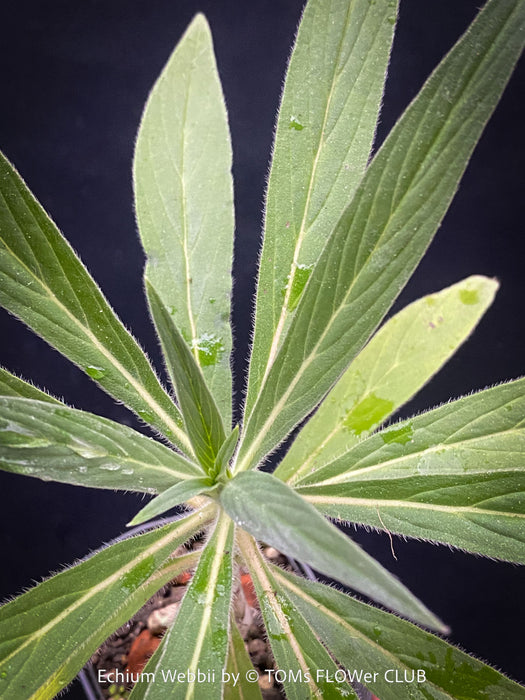 Echium webbii – Webb’s Viper’s Bugloss, blue flowering, organically grown garden plants for sale at TOMs FLOWer CLUB.