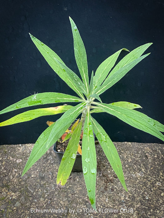Echium webbii – Webb’s Viper’s Bugloss, blue flowering, organically grown garden plants for sale at TOMs FLOWer CLUB.