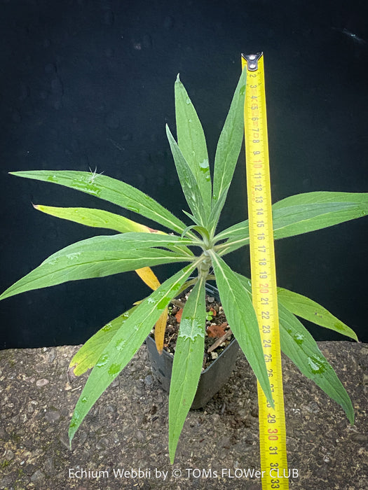 Echium webbii – Webb’s Viper’s Bugloss, blue flowering, organically grown garden plants for sale at TOMs FLOWer CLUB.