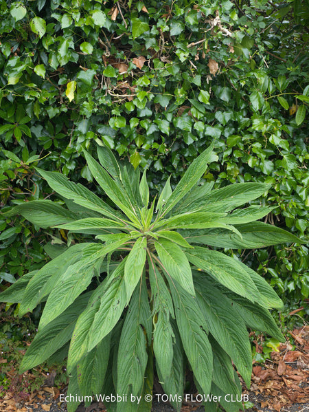 Echium webbii – Webb’s Viper’s Bugloss, blue flowering, organically grown garden plants for sale at TOMs FLOWer CLUB.
