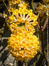 Edgeworthia Chrysantha Grandiflora, Giant Paperbush, fragrant plants, garden scrubs, trees, yellow flowering, spring flowers, plants for sale at TOMs FLOWer CLUB.