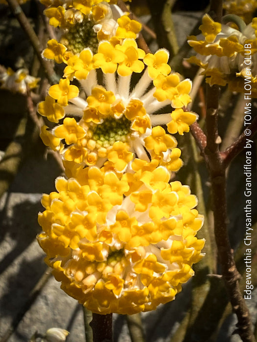 Edgeworthia Chrysantha Grandiflora, Giant Paperbush, fragrant plants, garden scrubs, trees, yellow flowering, spring flowers, plants for sale at TOMs FLOWer CLUB.