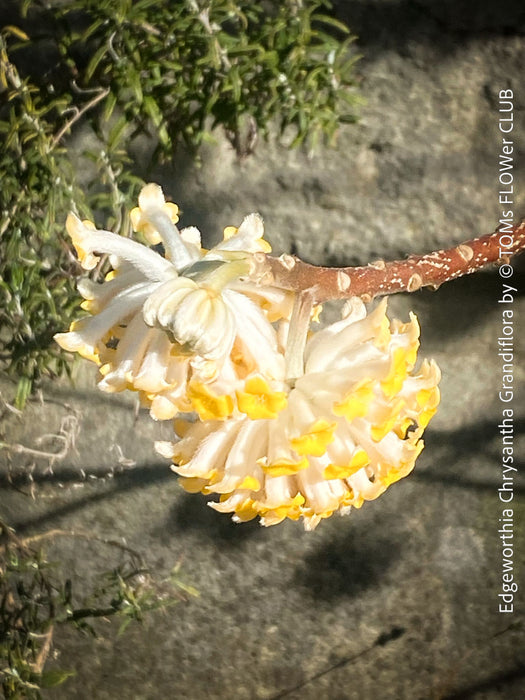 Edgeworthia Chrysantha Grandiflora, Giant Paperbush, fragrant plants, garden scrubs, trees, yellow flowering, spring flowers, plants for sale at TOMs FLOWer CLUB.