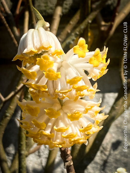 Edgeworthia Chrysantha Grandiflora, Giant Paperbush, fragrant plants, garden scrubs, trees, yellow flowering, spring flowers, plants for sale at TOMs FLOWer CLUB.