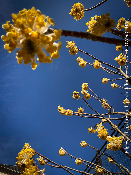 Edgeworthia Chrysantha Grandiflora, Giant Paperbush, fragrant plants, garden scrubs, trees, yellow flowering, spring flowers, plants for sale at TOMs FLOWer CLUB.