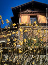 Edgeworthia Chrysantha Grandiflora, Giant Paperbush, fragrant plants, garden scrubs, trees, yellow flowering, spring flowers, plants for sale at TOMs FLOWer CLUB.