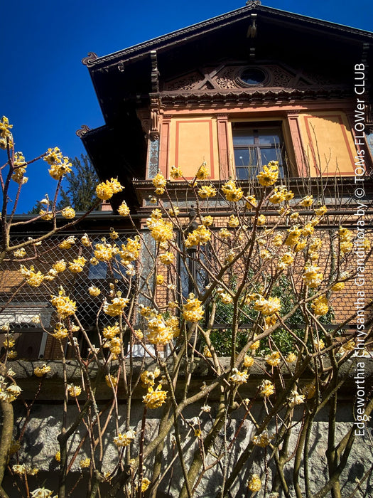 Edgeworthia Chrysantha Grandiflora, Giant Paperbush, fragrant plants, garden scrubs, trees, yellow flowering, spring flowers, plants for sale at TOMs FLOWer CLUB.