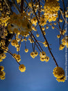 Edgeworthia Chrysantha Grandiflora, Giant Paperbush, fragrant plants, garden scrubs, trees, yellow flowering, spring flowers, plants for sale at TOMs FLOWer CLUB.