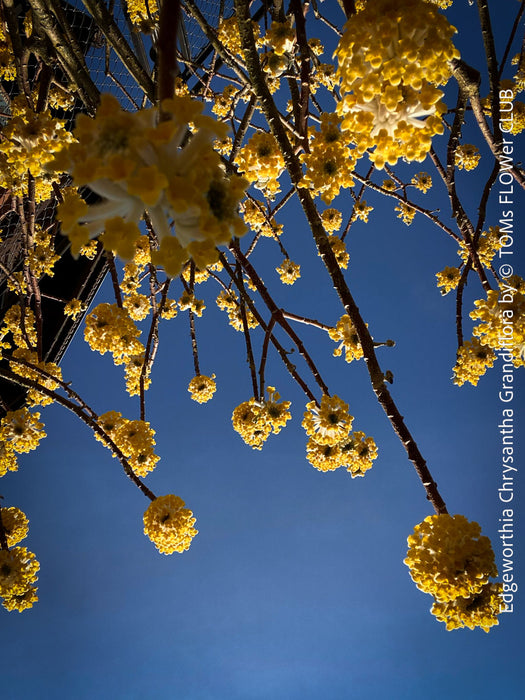 Edgeworthia Chrysantha Grandiflora, Giant Paperbush, fragrant plants, garden scrubs, trees, yellow flowering, spring flowers, plants for sale at TOMs FLOWer CLUB.