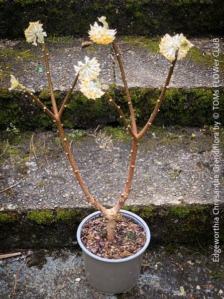 Edgeworthia Chrysantha Grandiflora, Giant Paperbush, fragrant plants, garden scrubs, trees, yellow flowering, spring flowers, plants for sale at TOMs FLOWer CLUB.