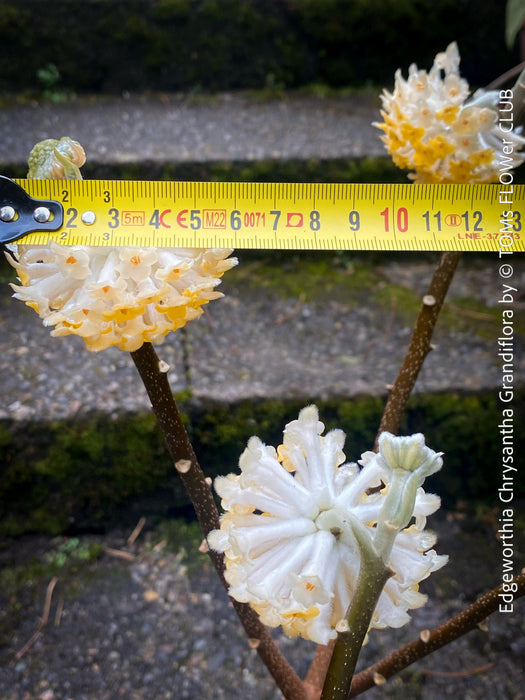 Edgeworthia Chrysantha Grandiflora, Giant Paperbush, fragrant plants, garden scrubs, trees, yellow flowering, spring flowers, plants for sale at TOMs FLOWer CLUB.