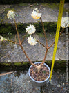 Edgeworthia Chrysantha Grandiflora, Giant Paperbush, fragrant plants, garden scrubs, trees, yellow flowering, spring flowers, plants for sale at TOMs FLOWer CLUB.