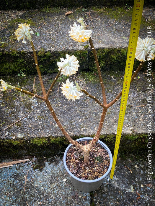 Edgeworthia Chrysantha Grandiflora, Giant Paperbush, fragrant plants, garden scrubs, trees, yellow flowering, spring flowers, plants for sale at TOMs FLOWer CLUB.