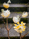 Edgeworthia Chrysantha Grandiflora, Giant Paperbush, fragrant plants, garden scrubs, trees, yellow flowering, spring flowers, plants for sale at TOMs FLOWer CLUB.