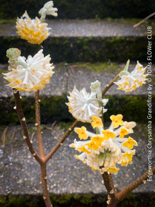 Edgeworthia Chrysantha Grandiflora, Giant Paperbush, fragrant plants, garden scrubs, trees, yellow flowering, spring flowers, plants for sale at TOMs FLOWer CLUB.