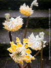 Edgeworthia Chrysantha Grandiflora, Giant Paperbush, fragrant plants, garden scrubs, trees, yellow flowering, spring flowers, plants for sale at TOMs FLOWer CLUB.