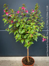 Flowers of Fuchsia Standard, Elegant Red-Lilac-Burgundy Flowering Garden Shrub, organically grown plants for sale at TOMs FLOWer CLUB