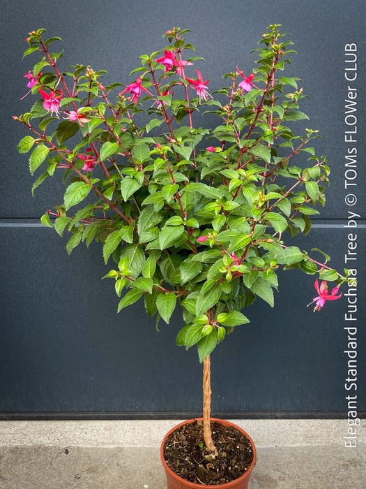 Flowers of Fuchsia Standard, Elegant Red-Lilac-Burgundy Flowering Garden Shrub, organically grown plants for sale at TOMs FLOWer CLUB